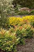 Heavenly Bamboo | Nandina Domestica | Live Gallon Size Plant | Beautiful & Colorful Low Maintenance Foliage