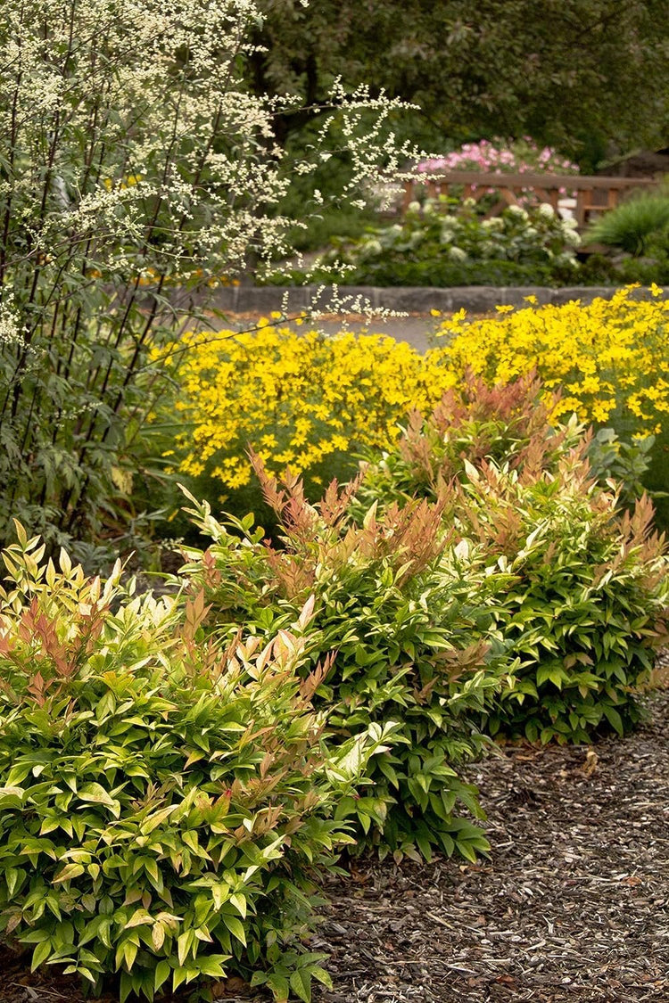 Heavenly Bamboo | Nandina Domestica | Live Gallon Size Plant | Beautiful & Colorful Low Maintenance Foliage