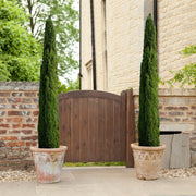 Italian Cypress Tree | Large Gallon Size Trees | Cupressus Sempervirens | Formal Elegant Mediterranean Style Plants