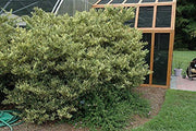 Ligustrum Japonicum Jack Frost Privet | Live Plants | Variegated Evergreen Hedge