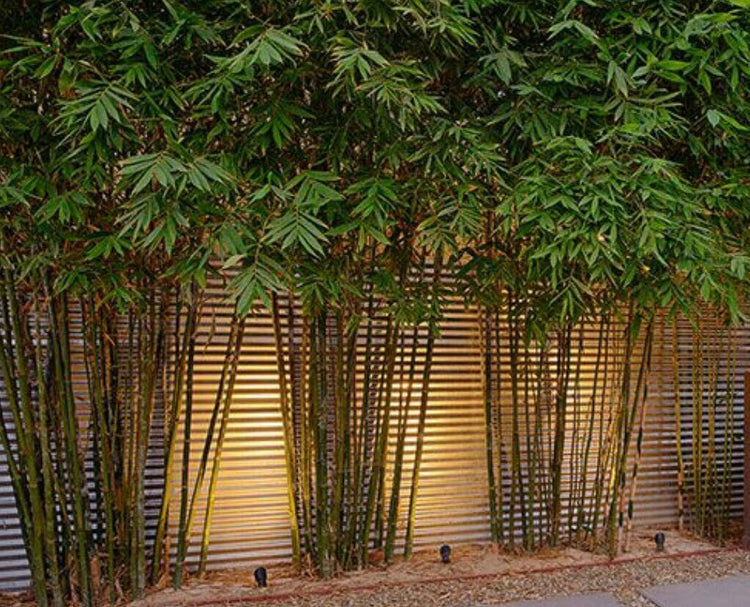 Graceful Bamboo | Slender Weavers | Textilis Gracilis | Live Plant | Fast Growing Evergreen Privacy Hedge