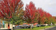 Red Maple Tree | Live Trees | Acer rubrum | Native American Beauty Fast|Growing Shade Tree | Fall Foliage Wildlife|Friendly Habitat