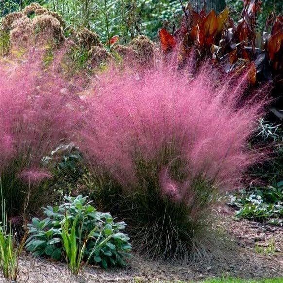 Muhly Grass | Extra Large 3 Gallon Plants | Muhlenbergia capillaris | Landscape Beautification | Garden Elegance
