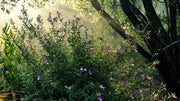 Mexican Heather Purple | Live Seedlings | Cuphea Hyssopifolia | Flowering Ground Cover | Heat|Tolerant Garden Plants