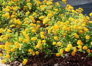 Lantana New Gold | Live Plants | Lantana Camara 'New Gold' | Yellow Ground Cover for Sun | Spreading Landscape Plants for Borders Slopes Containers Beds and Walkways