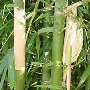 Graceful Bambusa Nutans Bongkhai Ever Bamboo | Large Gallon Size Plant | Fast|Growing Privacy Screen | Hardy & Lush Outdoor Greenery