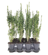 Sky Pencil Japanese Holly | Live Quart Size Plant | Ilex Crenata | Formal Low Maintenance Evergreen Plants