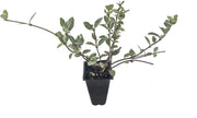 Variegated Asiatic Jasmine Minima | Live Plants | Easy|Grow Ground Cover | Lush, Trailing Green and White Foliage | Perfect for Gardens and Landscape Borders | Hardy Evergreen Plant