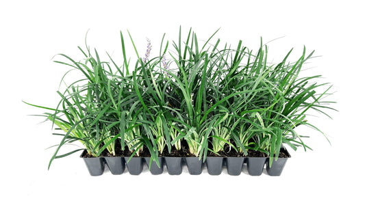 Liriope Super Blue | 10 Live Plants | Liriope muscari 'Super Blue' | Ornamental Ground Cover Plants | Shade|Tolerant Landscaping Perennial