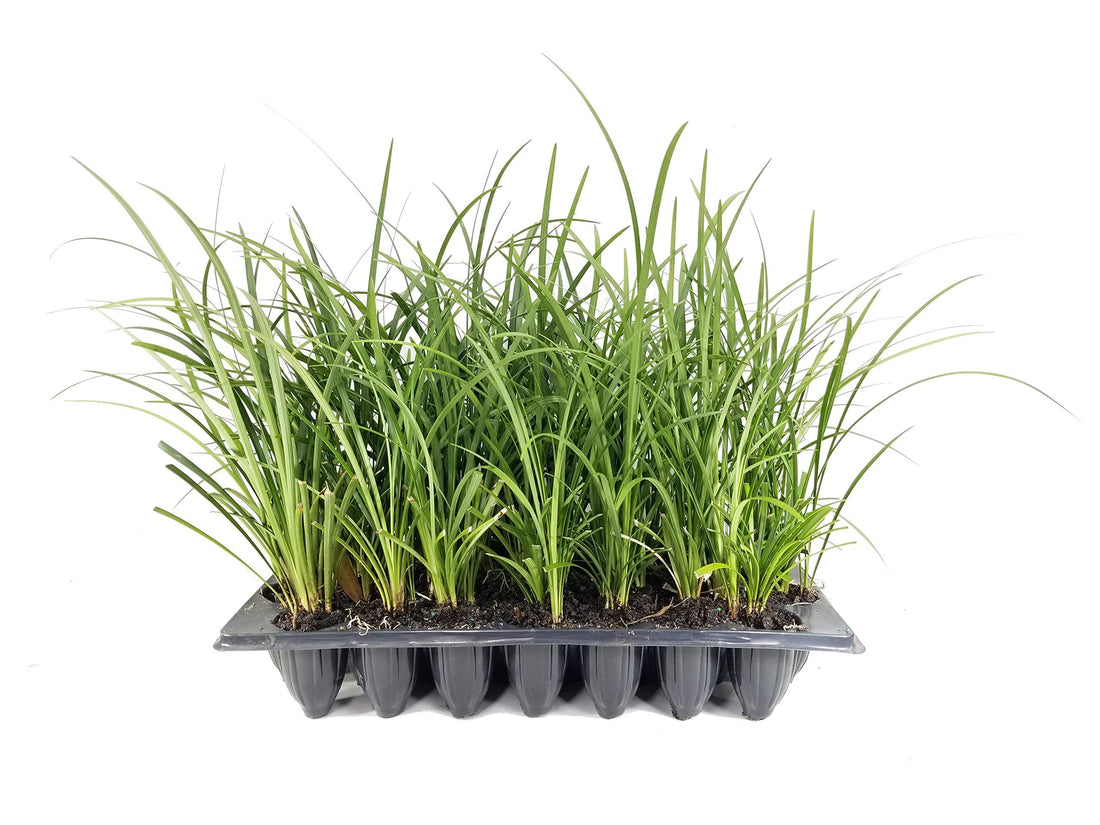 Evergreen Giant Liriope Muscari | Live Plants | Drought Tolerant Low Maintenance Evergreen Groundcover Grass