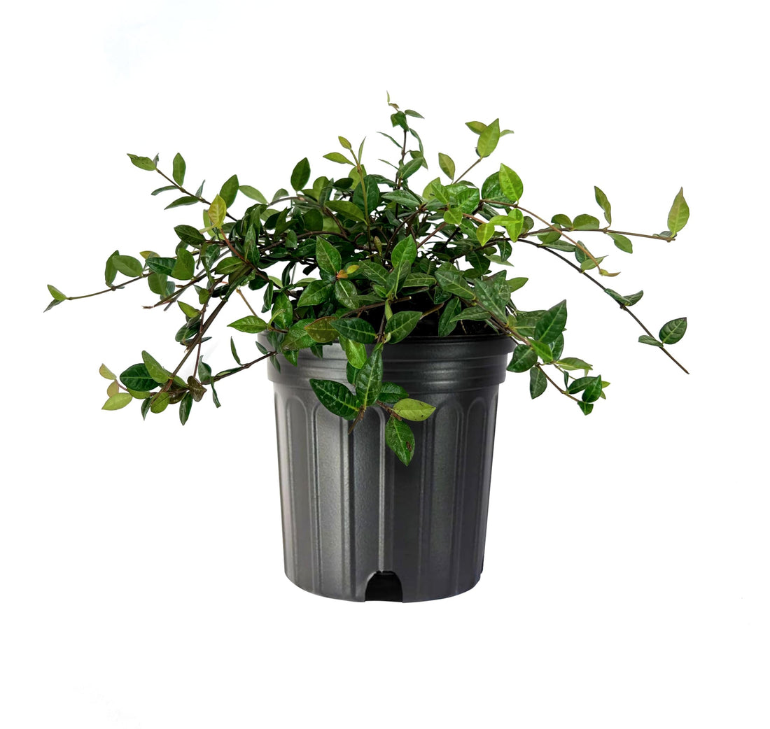 Asiatic Jasmine Minima I Large Gallon Size Plants I Trachelospermum Asiaticum I Live Dense, Evergreen Foliage | Perfect for Lawn Substitutes and Erosion Control