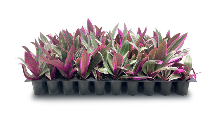 oyster plant indoor care Tri Color Dwarf Oyster Plant | Tropical Plants