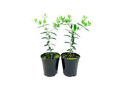 Arbequina Olive Tree | Live 4 Inch Pot | Grow Your Own Olives Indoors