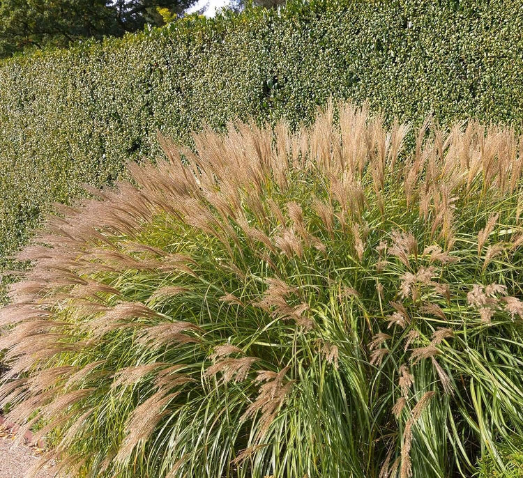 Adagio Maiden Grass | Live Plants | Micanthus Sinensis | Hardy Ornamental Grass Perfect for Landscaping and Gardening