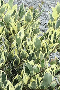 Ligustrum Japonicum Jack Frost Privet | Live Plants | Variegated Evergreen Hedge
