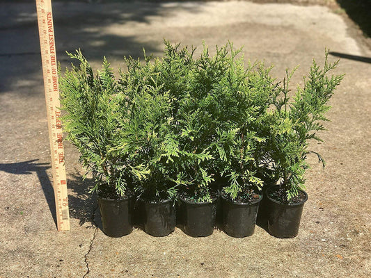 Thuja Arborvitae Green Giant - Live Quart Size Plants - Evergreen Privacy Trees