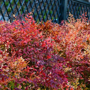 Firepower Heavenly Bamboo | Large Gallon Size Plants | Nandina Domestica | Brilliant Colorful Low Maintenance Foliage