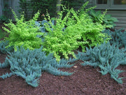 Juniper Blue Chip | Live Plants | Juniperus Horizontalis | Drought Tolerant Cold Hardy Evergreen Ground Cover