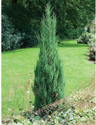 Skyrocket Juniper | Live Gallon Size Trees | Juniperus Scopulorum | Drought Tolerant Cold Hardy Formal Upright Evergreen Plant