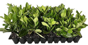 Viburnum Suspensum | Live Plants | Evergreen Privacy Hedge