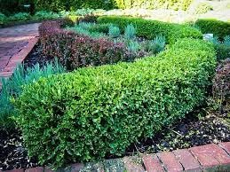 Wintergreen Boxwood | Extra Large 3 Gallon Plant | Dense, Evergreen Shrub, Ideal for Decorative Hedges, Topiary Art & Landscape Borders, Cold Hardy & Drought Tolerant