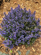 Ajuga Reptans Chocolate Chip I Live Plants | Dense Ground Cover Plant with Miniature Dark Foliage, Perfect for Gardens, Borders, & Shaded Areas