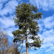 Loblolly Pine Tree Plants | Live Seedlings | Pinus Taeda | Fast|Growing Evergreen for Landscaping | Ideal Plants for Large Spaces