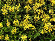 Carolina Jasmine | 40 Live Plants | Gelsemium Sempervirens Jessamine | Beautiful Fragrant Blooming Vine