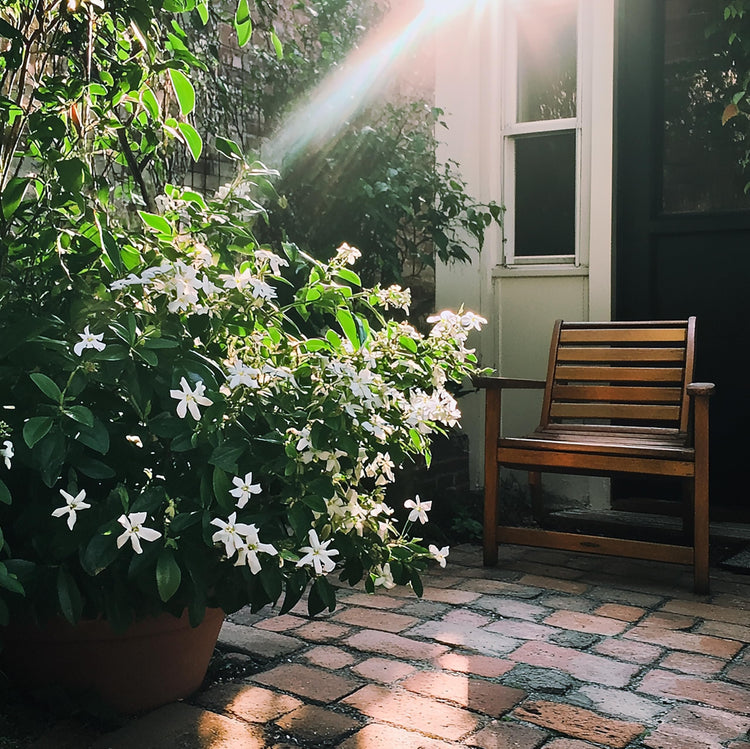 Night Blooming Jasmine | Live Plants | Jessamine Cestrum Nocturnum | Fragrant Blooming Vine