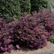 Loropetalum Ruby I Live Quart Size Plant I Chinese Fringe Flower I Vivid Red Leaves with Pink Blooms, Ideal for Hedges, Borders, and Decorative Plantings