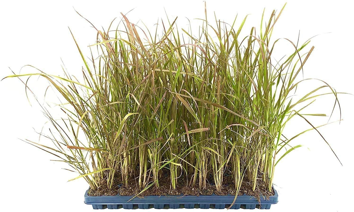 Red Fountain Grass | Ornamental Grass | Florida Foliage