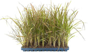 Red Fountain Grass | Live Plants | Pennisetum Setaceum Rubrum | Blooming Ornamental Grass