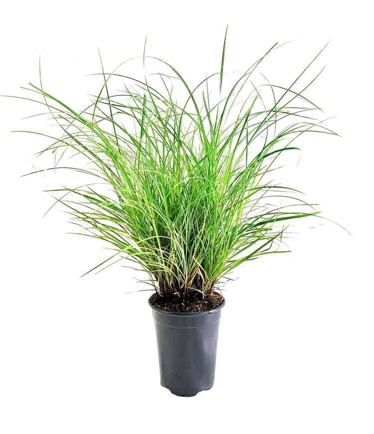 Adagio Maiden Grass | Live Quart Sized Plants | Miscanthus Sinensis | Fast Growing Cold Hardy Ornamental Plants