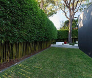 Graceful Bamboo | Slender Weavers | Textilis Gracilis | Live Plant | Fast Growing Evergreen Privacy Hedge