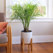 Phoenix Roebelenii | Miniature Pygmy Date Palm | Large Live Tree | Beautiful Patio Plant