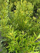 Wax Myrtle Don's Dwarf I Live Plants I Myrica Cerifera | Compact Evergreen Shrub with Aromatic Foliage, Ideal for Small Spaces, Hedges, & Landscape Accents