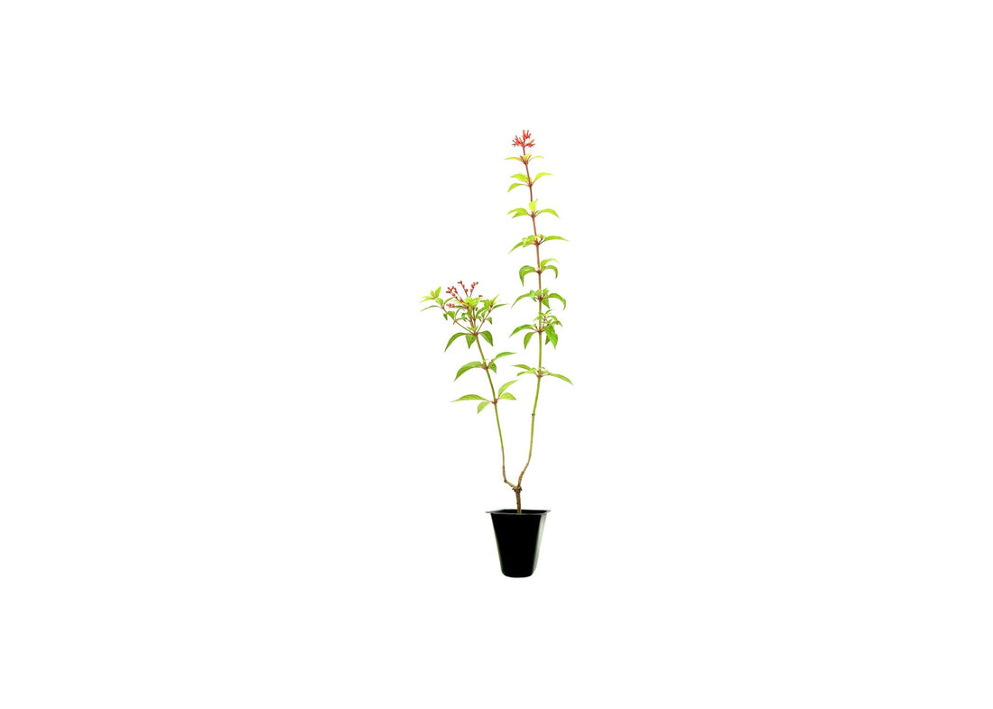 Firebush Dwarf I Live Plants I Hamelia Patens Compactal Vibrant Red|Orange Blooms, Low|Maintenance, Heat|Tolerant, Perfect for Small Gardens and Containers