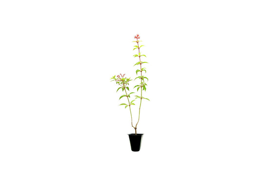 Firebush Dwarf I Live Plants I Hamelia Patens Compactal Vibrant Red|Orange Blooms, Low|Maintenance, Heat|Tolerant, Perfect for Small Gardens and Containers