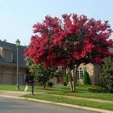 Crape Myrtle Dynamite Red | Extra Large 3 Gallon Plants | Vivid Red Blooms & Hardy Growth, Live Plant, Ornamental Shrub for Striking Garden Display3