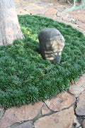Dwarf Mondo Grass | 10 Live Plants | Shade Loving Evergreen Ground Cover Ophiopogon Japonicus Nanus