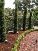Italian Cypress Tree | Large Gallon Size Trees | Cupressus Sempervirens | Formal Elegant Mediterranean Style Plants