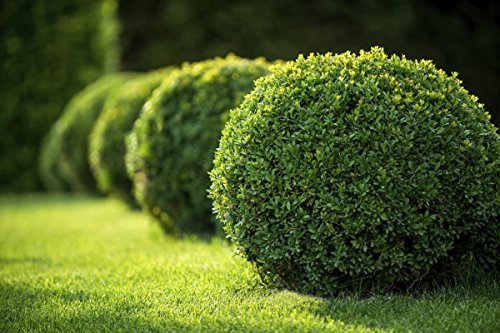 Japanese Boxwood | Live 4 Inch Pots | Buxus Microphylla | Formal Evergreen Low Maintenance Hedge Plants