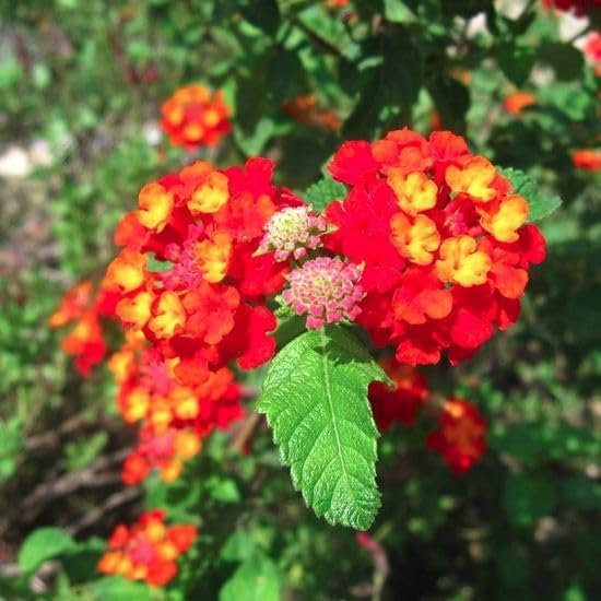 Lantana Dallas Red | Live Plants | Lantana Camara | Flowering Perennial | Garden Colorful Bloom | Hardy Outdoor Decor | Vibrant Red Flowers