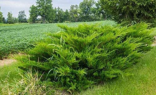 Sea Green Juniper | Live 4 Inch Pot | Juniperus Chinensis | Drought Tolerant Cold Hardy Evergreen Border Screening Plant