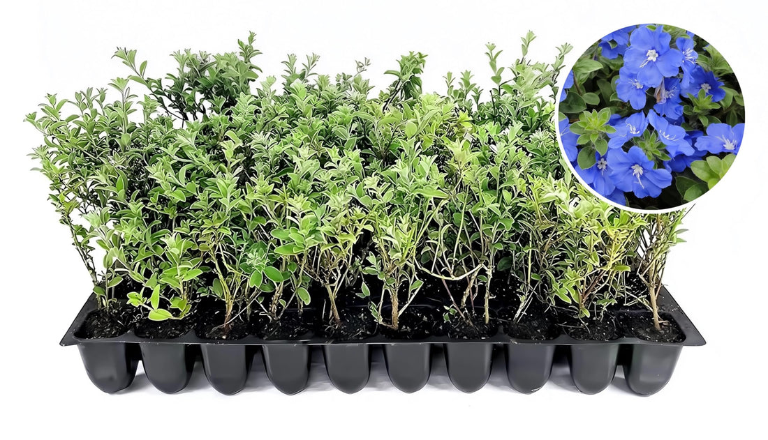 Blue Daze | Live Plants | Evolvulus glomeratus | Heat Tolerant Ground Cover | Year|Round Flowering Plant for Gardens & Landscapes