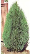Blue Cone Arborvitae | Live Quart Size Plant | Vibrant Blue|Green Foliage for Landscaping, Hedges, and Privacy Screens, Drought and Deer Tolerant