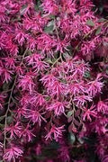 Loropetalum Plum Delight | Extra Large 3 Gallon Plants | Loropetalum Chinense VAR. Rubrum | Lush Landscaping | Garden Accent