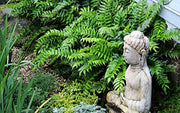 Japanese Holly Fern | Live Plants | Cyrtomium Falcatum Rochfordianum