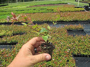 Abelia Grandiflora Edward Goucher | Live Plants | Flowering Deer Resistant Butterfly Attracting Shrub