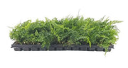 White Paw Fern | Live Plants | Davallia Tyermanii | Indoor Outdoor Tropical Foliage | Fuzzy Root Houseplant | Exotic Decorative Greenery | Pet Safe